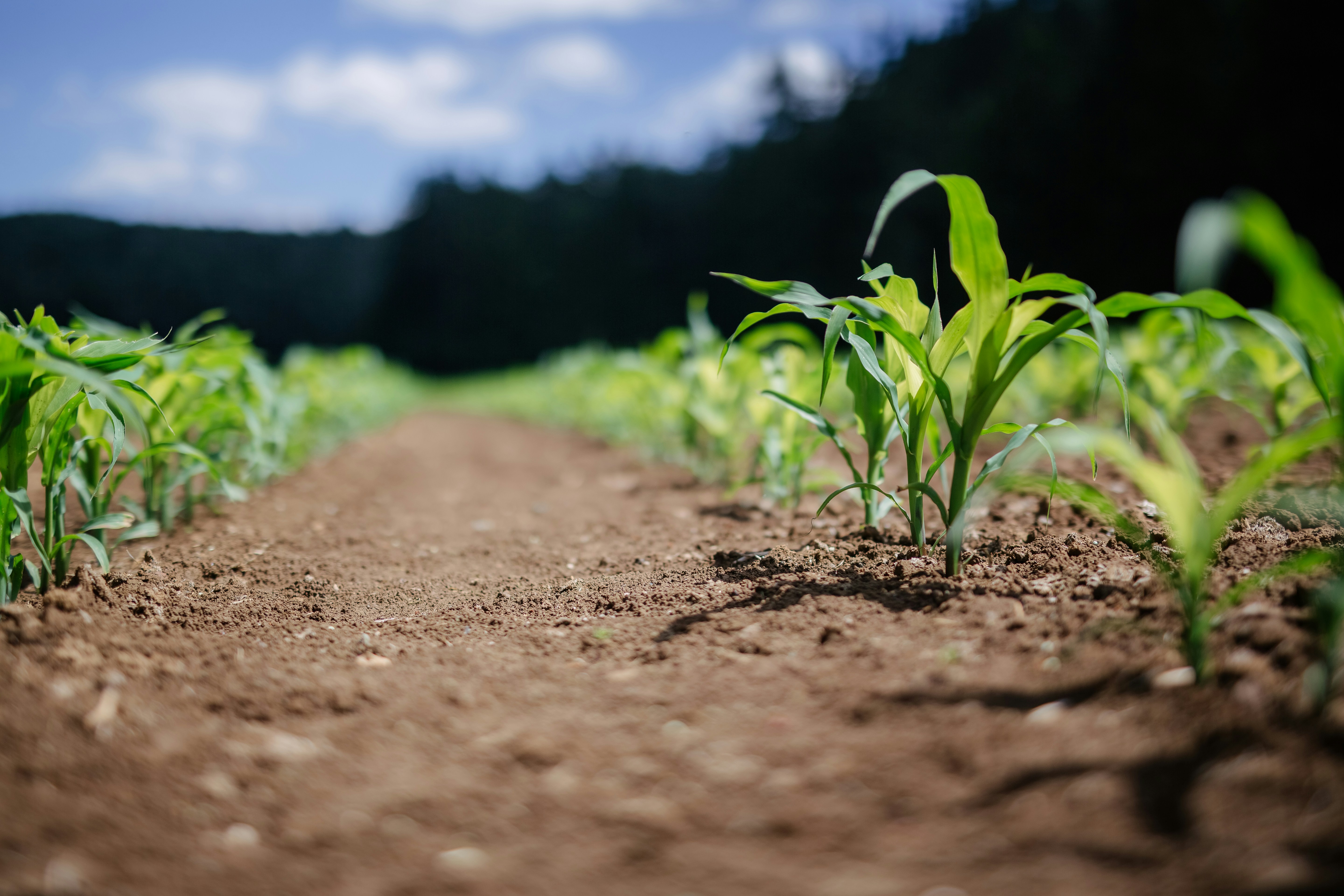 Agricultural produce
